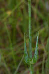 Largeleaf rose gentian